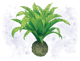 Privátní: fern.kokedama.png