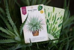 Aloe vera a zadní strana karty