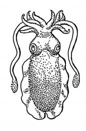 Cuttle - obrázek